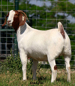 Despain Show Goats